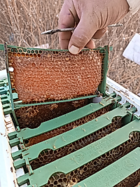 DGN-205 20x10 Ana Kutusu Çıtası